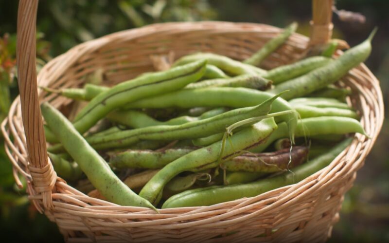 Eat Green Beans Raw